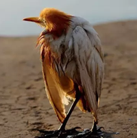 陶瓷特色家裝品牌|三只小鳥的不同命運(yùn)